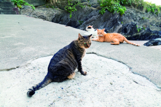 かねあのアイドルねこたち