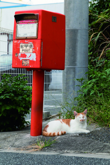 三崎・城ヶ島のねこたちの様子をご紹介