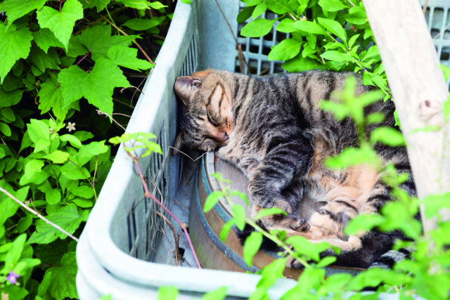 三崎・城ヶ島のねこたちの様子をご紹介