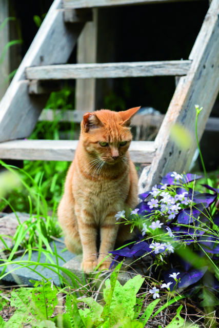三崎・城ヶ島のねこたちの様子をご紹介
