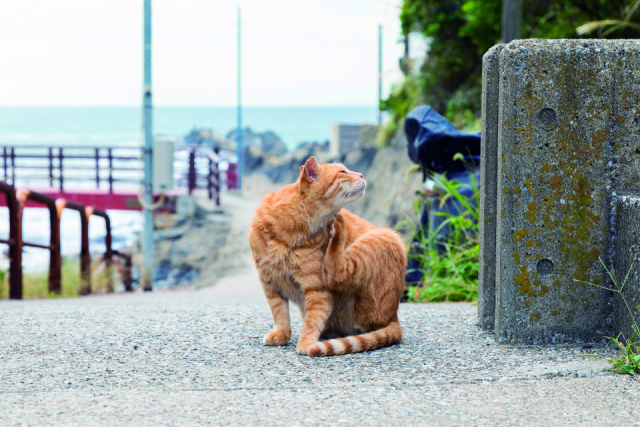 三崎・城ヶ島のねこたちの様子をご紹介