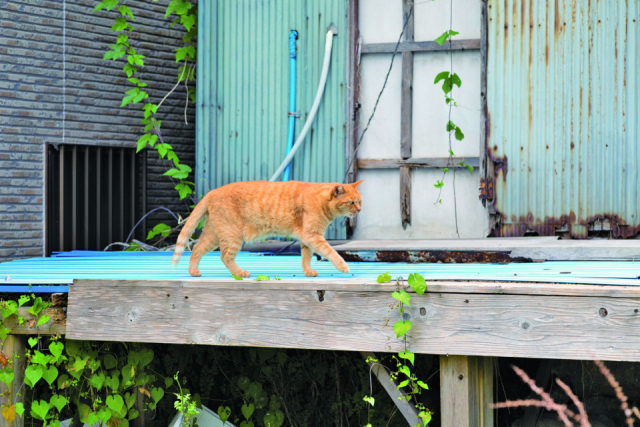 気取らない風景の中、無防備なねこをパシャリ