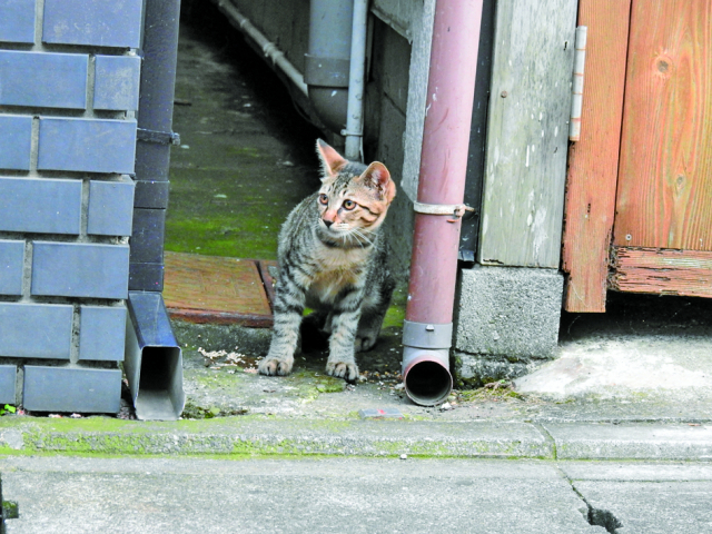 ②出会いは屋根上と路地裏!?