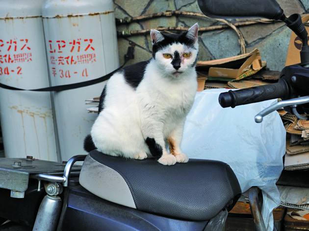 ニコニコ食堂(三崎)