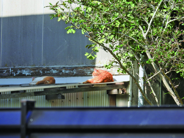 気取らない風景の中、無防備なねこをパシャリ