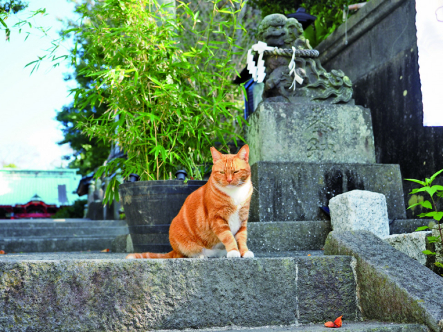 気取らない風景の中、無防備なねこをパシャリ