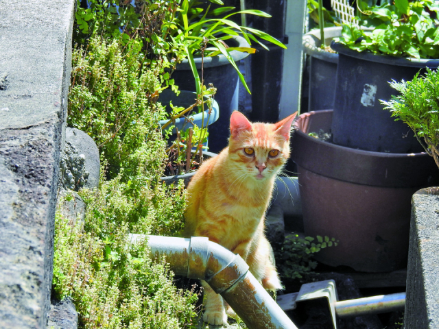 気取らない風景の中、無防備なねこをパシャリ