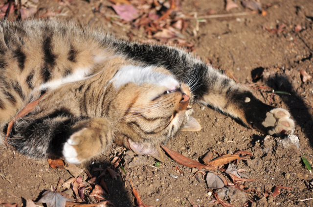 「ぶさにゃん」 沖昌之