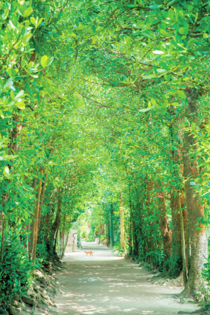 沖縄ツーリングスポット④備瀬のフクギ並木