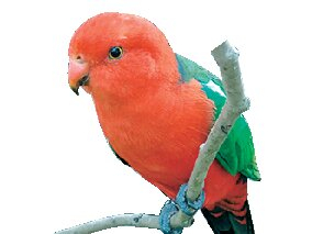 オーストラリアの自然に親しむ「キャンベルタウン野鳥の森」