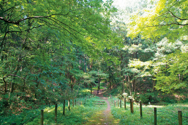 雑木林の生き物に会える「いきものふれあいの里・ 虫たちの森」