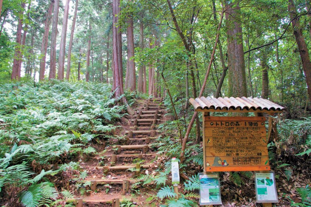 スタジオジブリの代表作 「となりのトトロ」の舞台「トトロの森」