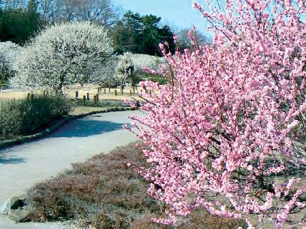 古くからの梅の名所「越谷梅林公園」