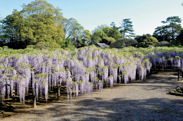 樹齢1200年を超える藤の木「牛島の藤」