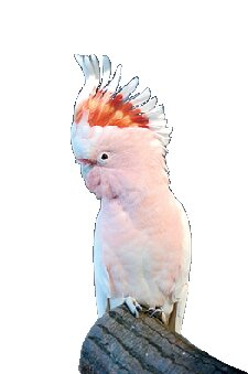 オーストラリアの自然に親しむ「キャンベルタウン野鳥の森」