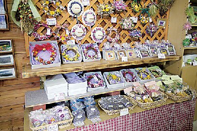 花人街道沿いの丘に広がる花畑「かんのファーム」