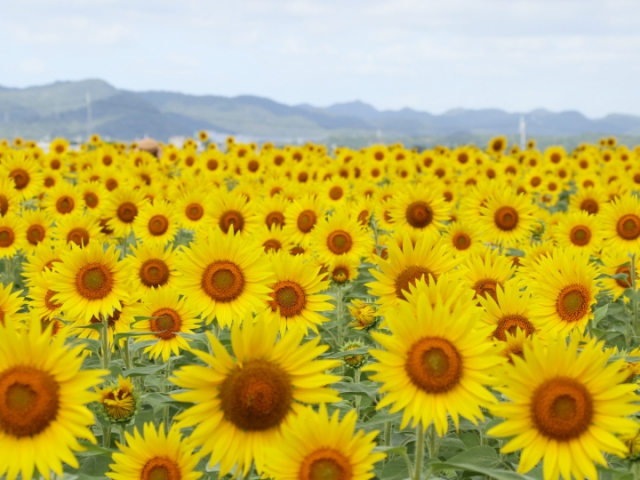 関西の絶景ひまわり畑10選!
