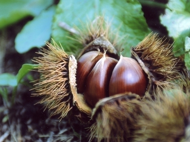 全国のおすすめクリ拾いスポット 季節の味覚を堪能しよう!