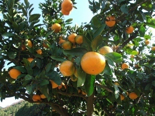 全国のおすすめミカン狩りスポット 季節の味覚を堪能しよう!