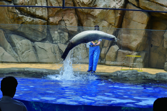 かわいいアイドルがいっぱい【島根県立しまね海洋館アクアス】