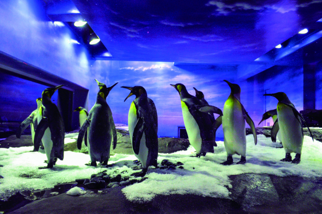 かわいいアイドルがいっぱい【島根県立しまね海洋館アクアス】