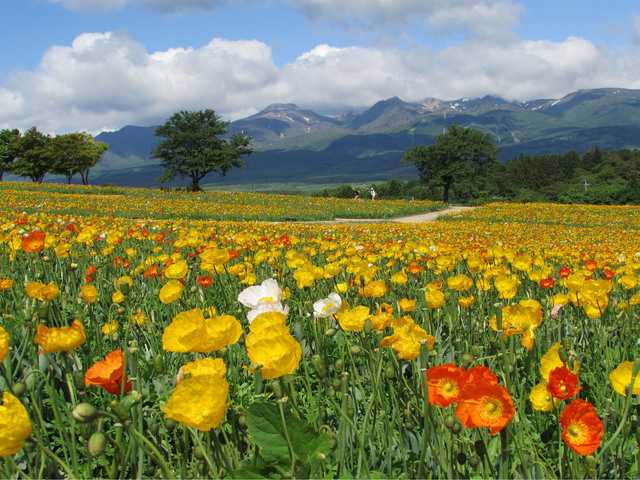 栃木のデートスポット35選 絶対外さない人気おすすすめスポットはココ!