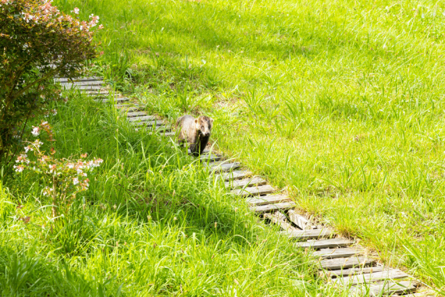 【山陰~備北ドライブ旅:2日目】空中散歩で秋の景色を楽しむ【三瓶観光リフト】