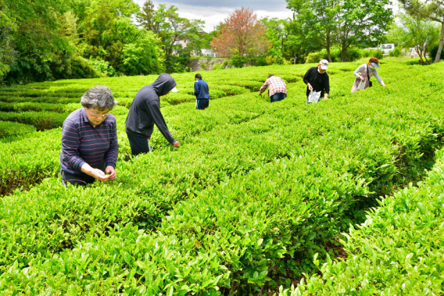 高屋町白市地区の町並み散策で絶品紅茶に出合う