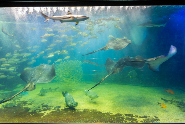 越前松島水族館