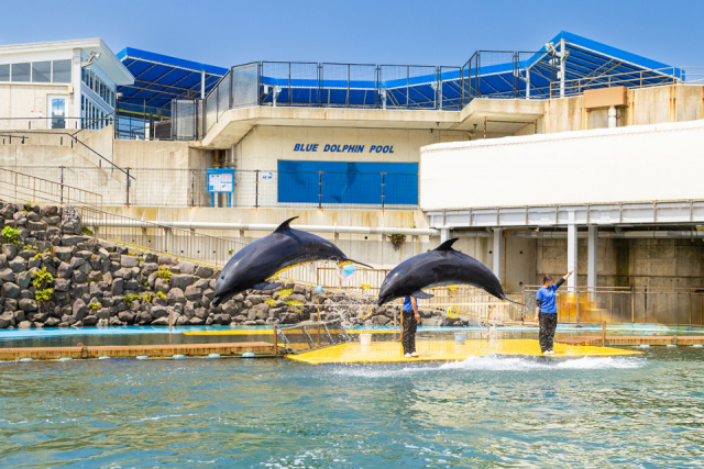 越前松島水族館