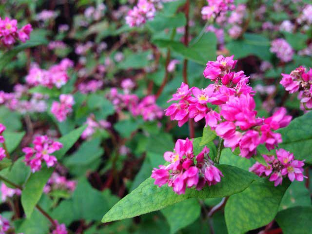 【秋田県・仙北市のランチ】角館地そば そばきり長助