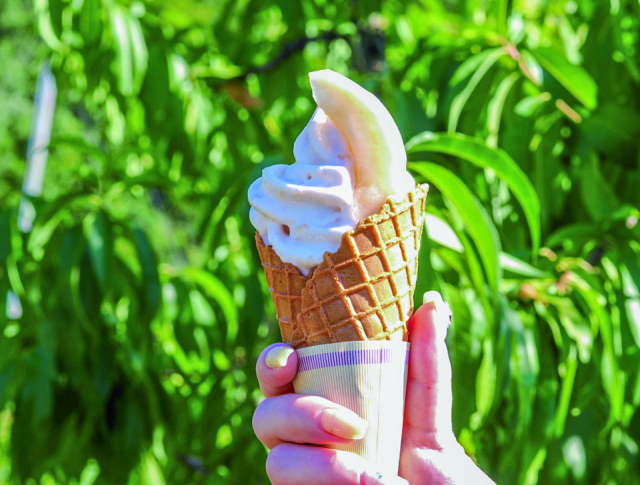 岡山が誇るブランド果実をフルーツ狩りで楽しむ「桃茂実苑」