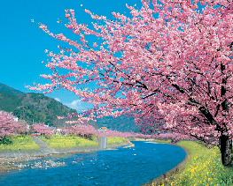 【東伊豆のツーリングスポット】時期限定 これも見てみたい!