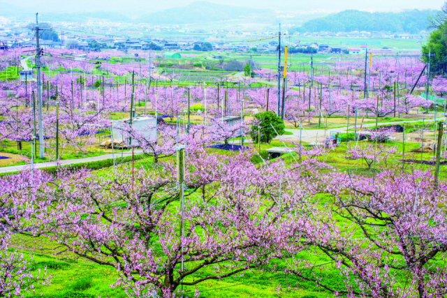 赤磐フルーツ映えスポット