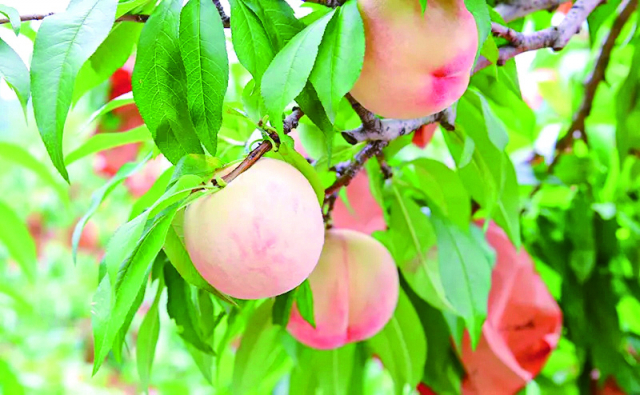 岡山が誇るブランド果実をフルーツ狩りで楽しむ「桃茂実苑」