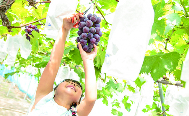 岡山が誇るブランド果実をフルーツ狩りで楽しむ「桃茂実苑」