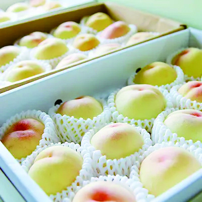 岡山が誇るブランド果実をフルーツ狩りで楽しむ「桃茂実苑」