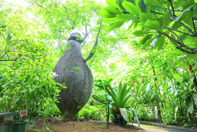 彫刻と植物と動物が迎えてくれる総合公園「宇部市 ときわ公園」