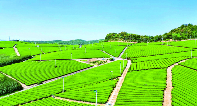 小野湖の近くの丘陵地に広がる茶畑「藤河内茶園」