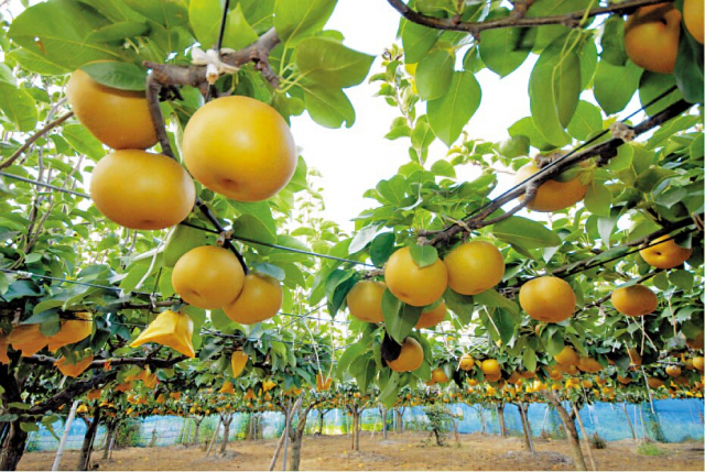 北総線沿線の特産品“ナシ”で応援!