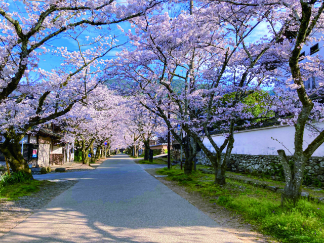 秋月の歴史を物語る城跡「秋月城跡」