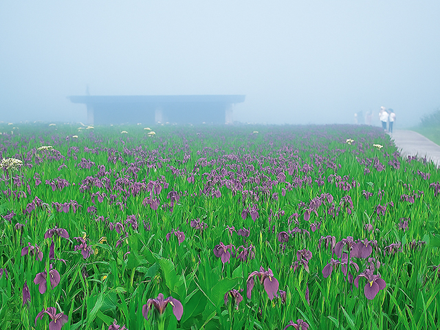 原生花園あやめヶ原【厚岸郡厚岸町】