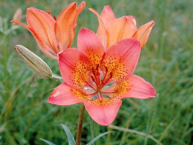 以久科原生花園【斜里郡斜里町】