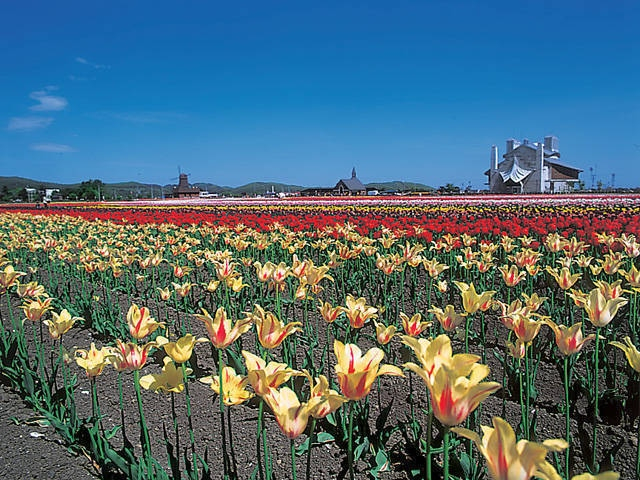 かみゆうべつチューリップ公園【紋別郡湧別町】