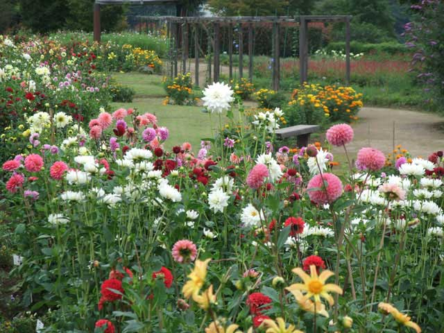 4月・5月に行きたい!山梨県の花絶景スポット5選