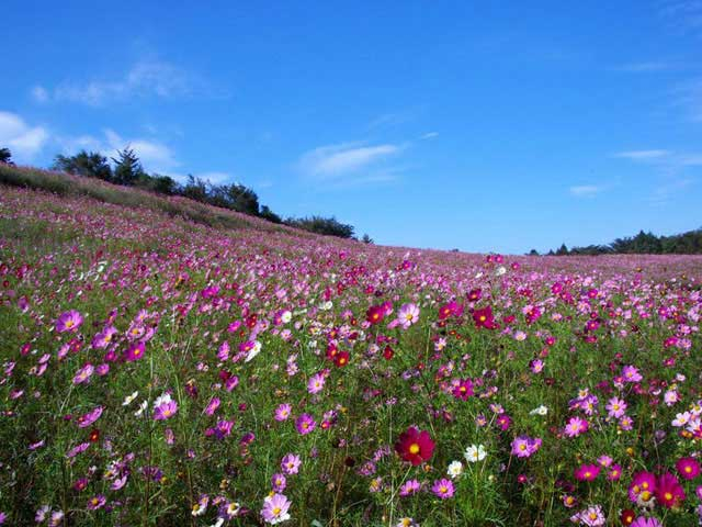 4月・5月に行きたい!長野県の花絶景スポット6選
