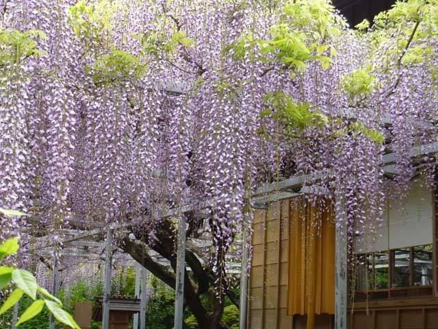4月・5月に行きたい!三重県の花絶景スポット5選