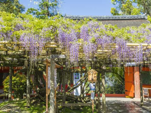 4月・5月に行きたい!奈良県の花絶景スポット5選