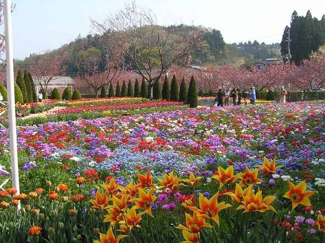 4月・5月に行きたい!福島県の花絶景スポット6選