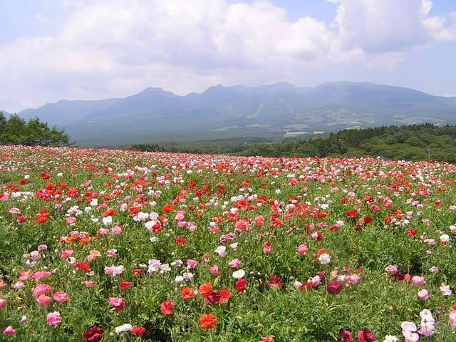 那須フラワーワールド【那須郡那須町】